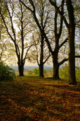 Obraz premium Landschaft und Weinberge rings um den Weinort&nbsp;Castell, Landkreis Kitzingen, Unterfranken, Bayern, Deutschland