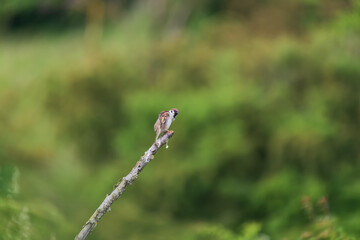 Little bird sparrow sitting on a branch of a green bush.