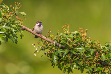 Obraz premium Little bird sparrow sitting on a branch of a green bush.