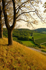 Landschaft und Weinberge rings um den Weinort Castell, Landkreis Kitzingen, Unterfranken, Bayern, Deutschland