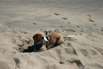 dog in the sand