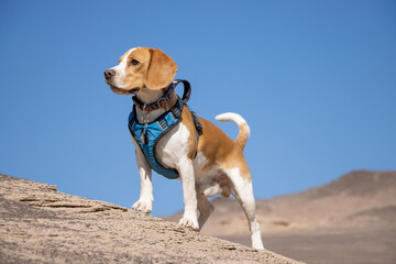 beagle dog on the beach