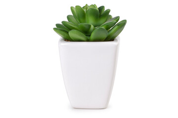 One mini succulent plant in a white flowerpot isolated on a white background.