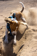 bull terrier on the beach