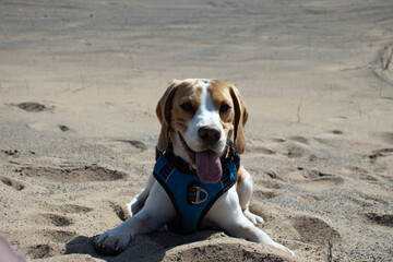 dog on the beach