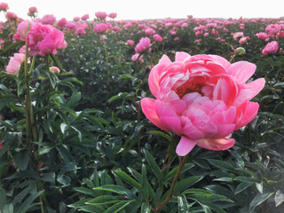 Peony rose. Field of peony roses. Uffelte es Drente Netherlands. Pioenroos.