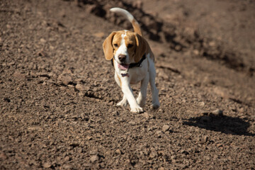 dog in the sand