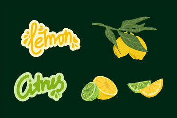 A set of illustrations of citrus fruits. Vector juicy lemon and lime. Fruit collection for summer menu design. With the words Citrus and Lemon. Vector illustration