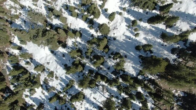 Winter Forest Aerial Shot Bird's Eye View Snow San Bernardino Mountains L California USA