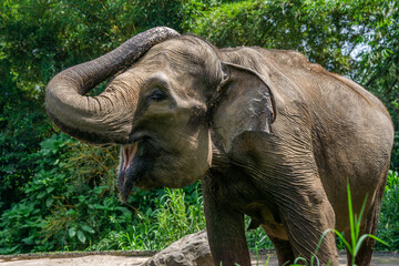 Elephant lifts trunk and laughs