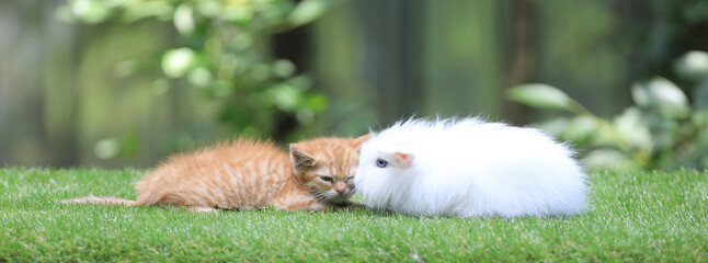 kitten and rabbit on a green lawn