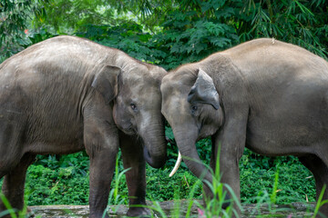 Fototapeta premium Two elephant calves playing together