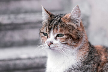 Naklejka na ściany i meble Ginger cat. Red tabby cat on blurred gray background.