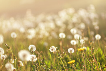 field of white dandelions at sunset. natural background