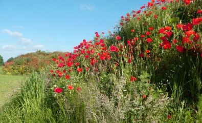 Hill with red poppies  between grass and weed. In the background is another hill flooded with flowers
