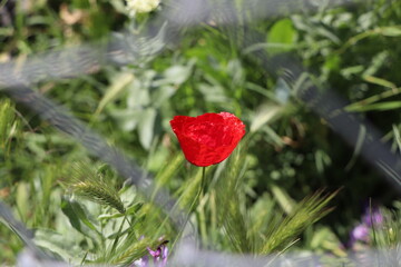 red poppy
