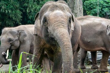 Female elephant standing with her group