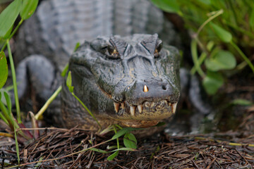 Jacar&eacute; Pantanal