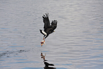 Gavi&atilde;o Pantanal