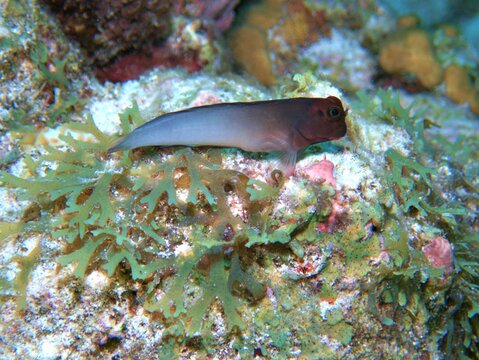 Redlipped Blenny on the Reef