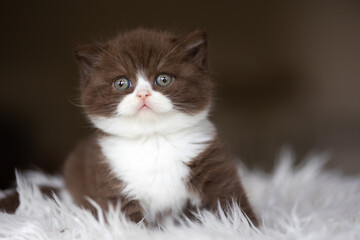 Süße Katzenbabys, Kitten, Britisch Kurzhaar imposant edel und selten.