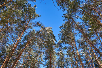 Branches against sky on a sunny but cold winter day