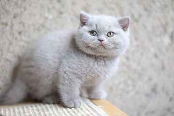 Süße Katzenbabys, Kitten, Britisch Kurzhaar imposant edel und selten.