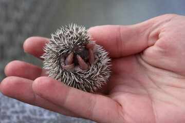 Four-toed hedgehog baby on the palm of a hand. It is of the species Atelerix albiventris