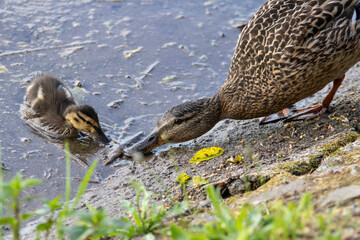 Mum the Duck teaches the duckling how to get food, mother duck and ducklings on the lake, duckling is looking for food on a lake shore, mallard ducks