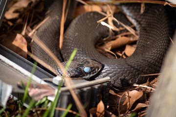Close up of black Eastern Hognose snake in blue meaning its preparing to shed.  