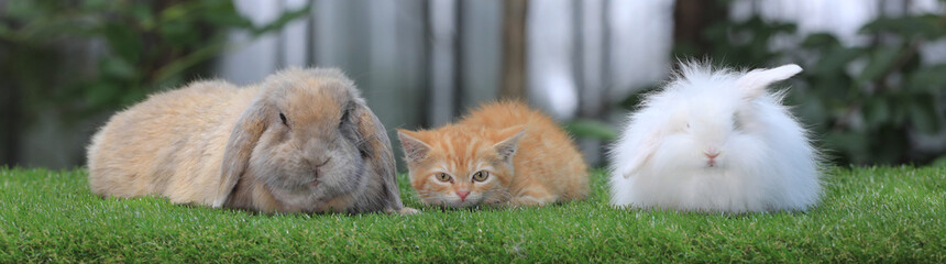 kitten and rabbit on a green lawn