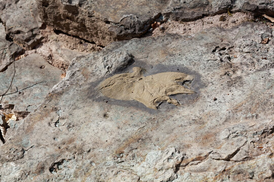 Geotop Saurierspuren bei Euerdorf, Landkreis Bad Kissingen, Unterfranken, Bayern, Franken, Deutschland