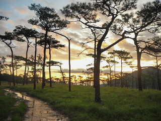 Fototapeta na wymiar pathway in sunrise pine forest mountain