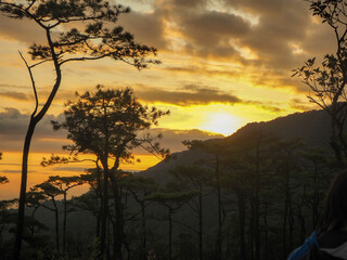 sunrise pine forest mountain