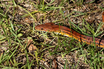 Corn snake Pantherophis guttatus. A North American species of a rat snake basically harmless and beneficial to humans
