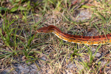 Corn snake Pantherophis guttatus. A North American species of a rat snake basically harmless and beneficial to humans