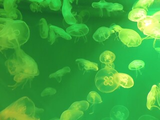 jellyfish in the water