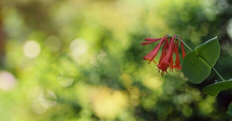 Honeysuckle flower on green garden bokeh background.