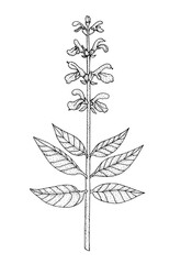 Salvia. Hand drawn black realistic outline vector illustration.