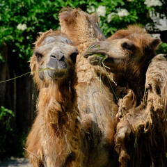 Two camels outside with each other detail