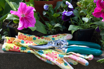 The concept of plant care, transplantation, pruning of seedlings, gardening in the garden and garden. Gloves and garden scissors close-up against the background of garden flowers.
