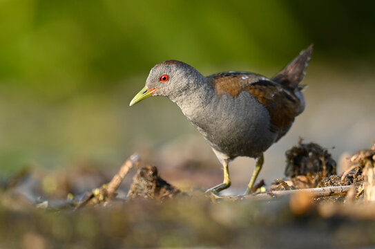 Little crake bird ( Porzana parva )