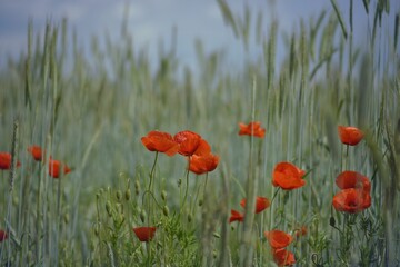 Poppies blooming on grain field.