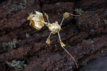 devils flower mantis