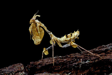 Idolomantis diabolica on black background, devils flower mantis