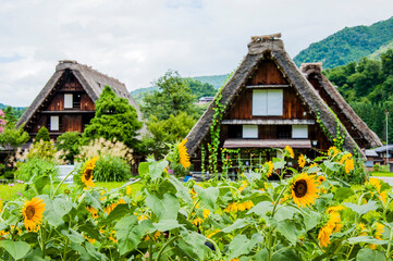 Fototapeta na wymiar View of gassho-style buildings in the famous village of Shirakawago, framed by sunflower