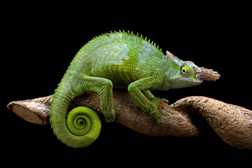 Fischer chameleon on a branch with black background