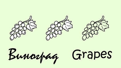 A set of three grapes objects with the inscription "grapes" in Russian and English. Simple vector illustration, eps