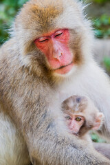japanese snow monkey
mother feeding her cub