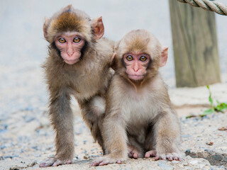 Fototapeta premium Small Japanese snow monkey cubs at the monkey sanctuary in Japan